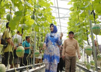Wabup Sidoarjo Apresiasi Melon Hidroponik Desa Gempol Klutuk