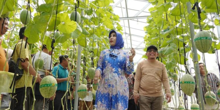 Wabup Sidoarjo Apresiasi Melon Hidroponik Desa Gempol Klutuk
