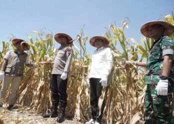 Sinergi Bupati dan Kapolresta Sidoarjo Sukseskan Panen Raya Jagung Program Polri Kuartal III 2025