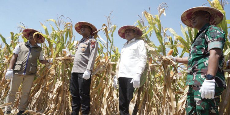 Sinergi Bupati dan Kapolresta Sidoarjo Sukseskan Panen Raya Jagung Program Polri Kuartal III 2025