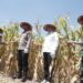 Sinergi Bupati dan Kapolresta Sidoarjo Sukseskan Panen Raya Jagung Program Polri Kuartal III 2025